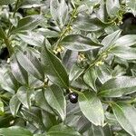 Sarcococca confusa Blatt