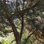 Juniperus canariensis موطن