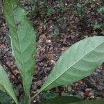 Siparuna decipiens Yaprak