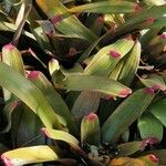 Neoregelia spectabilis Leaf