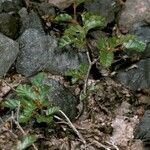 Nothofagus pumilio Hàbitat