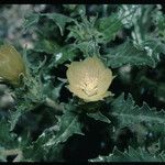 Mentzelia involucrata Habit