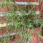 Rhipsalis cereuscula Hoja