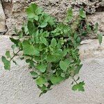 Sonchus tenerrimus Leaf