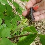 Arisaema triphyllumপাতা