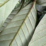 Chrysophyllum boukokoënse Leaf