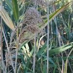 Phragmites australisKvet