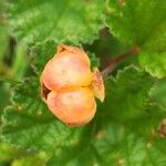 Rubus chamaemorus Fruit