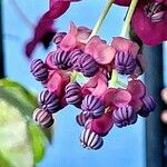 Akebia quinata 花