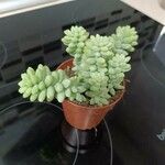 Sedum burrito Лист