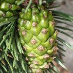 Pinus uncinata Fruit