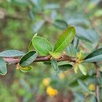 Pyracantha koidzumii Blatt