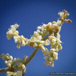 Eriogonum plumatella Цветок
