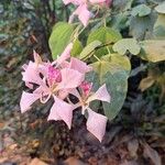 Bauhinia monandra Blüte