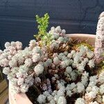 Cotula hispida Hoja