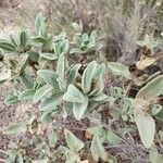 Cistus albidus Leaf