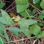 Chenopodium betaceum Ліст