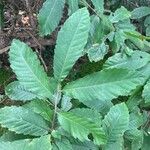 Castanea pumila Leaf