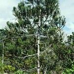 Dacrydium araucarioides Celota