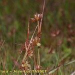 Juncus capitatus Hábito
