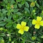 Potentilla erectaപുഷ്പം