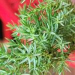 Juniperus drupacea Hostoa