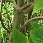 Plectranthus fruticosus Rinde