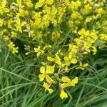 Brassica barrelieri Fleur