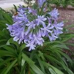 Agapanthus africanus (L.) Hoffmanns.花