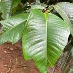 Garcinia mangostana Leaf