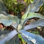 Agave gypsophila Hoja