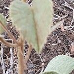 Abutilon pannosum Foglia