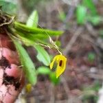 Specklinia icterina Flower