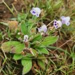 Craterostigma hirsutum Blüte