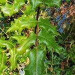 Mahonia aquifoliumLeaf