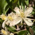 Clematis vitalbaFlor