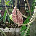 Aristolochia grandifloraFlower