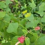 Erythrina herbacea Leht