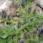 Campanula cenisia Hostoa