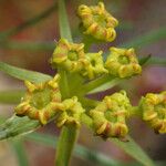 Cachrys libanotis Цветок