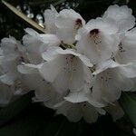 Rhododendron coriaceum Floare