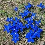 Gentiana sierrae Flower