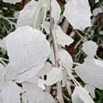 Populus alba Levél