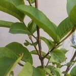 Psidium guajavaഇല