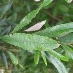 Buddleja saligna Leaf