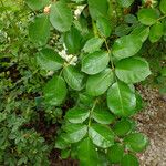 Rosa moschata Blad