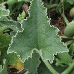 Ecballium elaterium Leaf