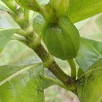 Gardenia taitensis Ovoce