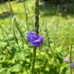 Stachytarpheta jamaicensisFlors