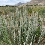 Artemisia frigida Hábito